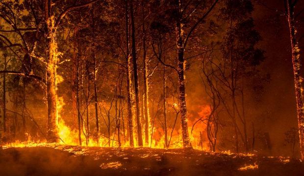 Avustralya'da orman yangınları devam ediyor: Hava sıcaklığı 50 dereceye dayandı!