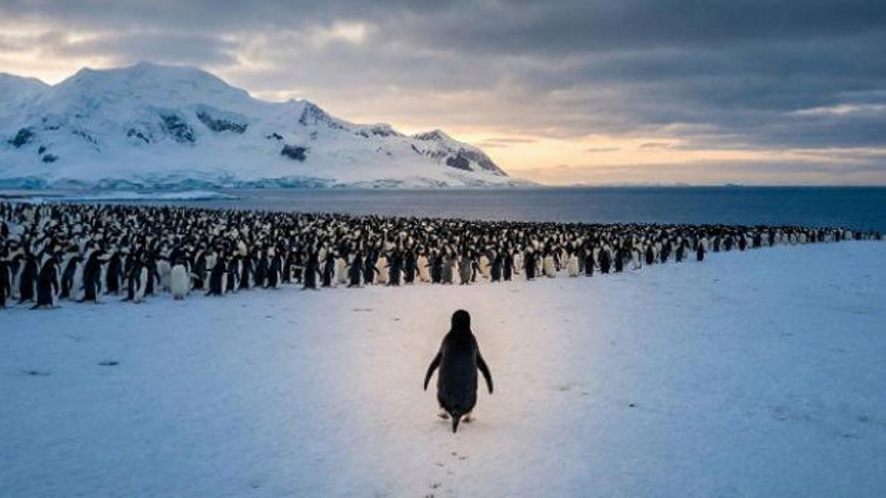 Buzulların ortasında tek başına: Nihilist Penguen'in sakladığı o sarsıcı mesaj ne?
