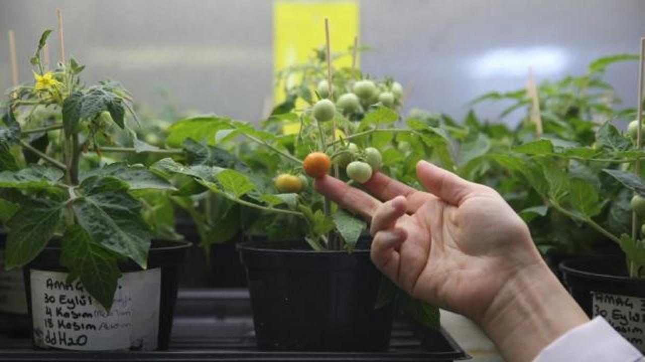 Koloni planlarına Türk imzası: Ay ve Mars toprağında domates yetişti!