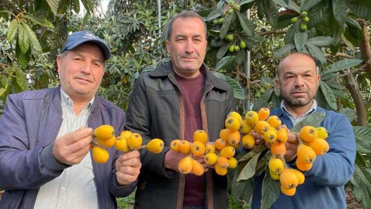 Yılın ilk yenidünya hasadı yapıldı: Fiyatı dudak uçuklattı