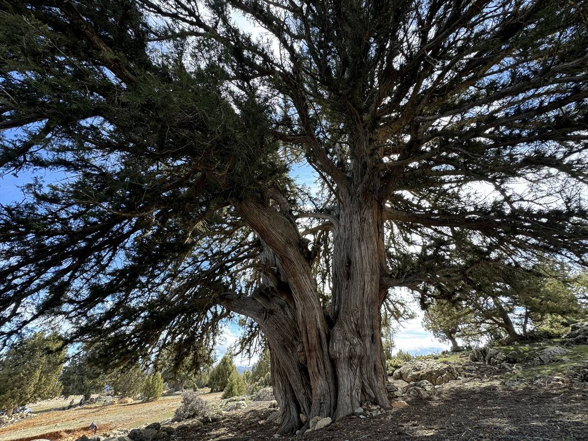 Tam 1931 yaşında! Karaman’daki anıt ağaç yıllara meydan okuyor