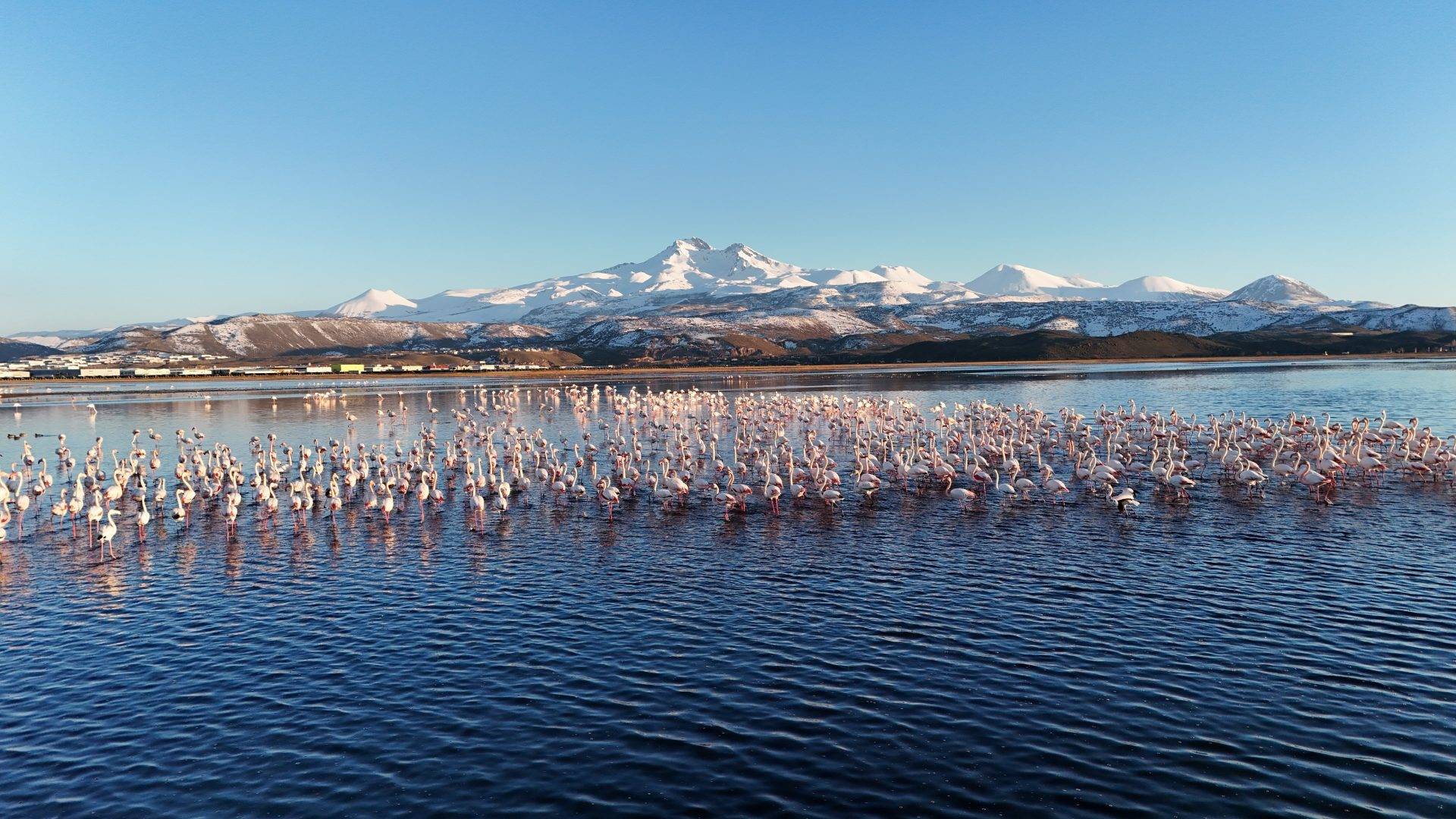 Kayseri’de flamingolar Erciyes Dağı manzarasıyla mest etti