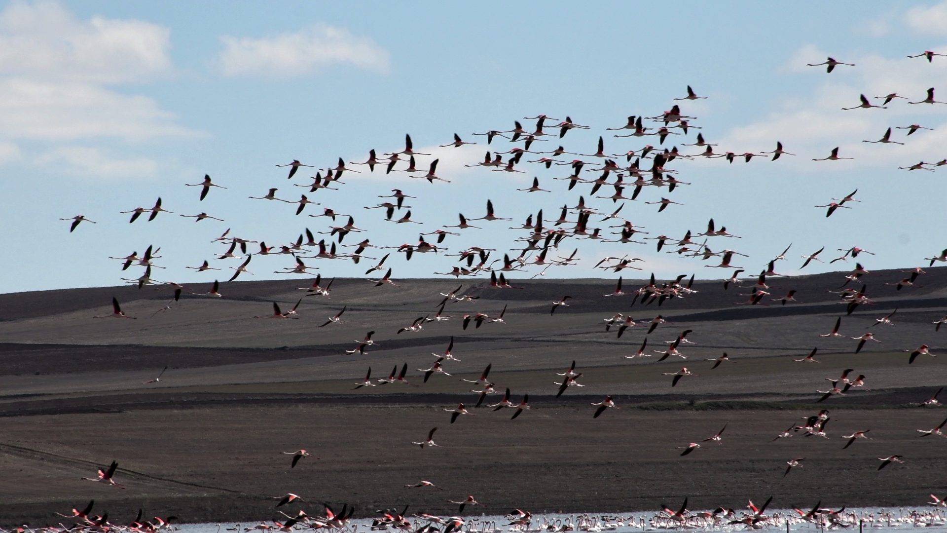 Allı turnalar Yozgat’ta baharı müjdeledi!