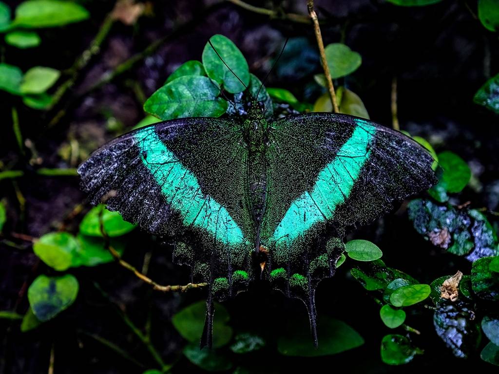 3 bin kilometre uçan kral kelebeği de burada: Konya Tropikal Kelebek Bahçesi