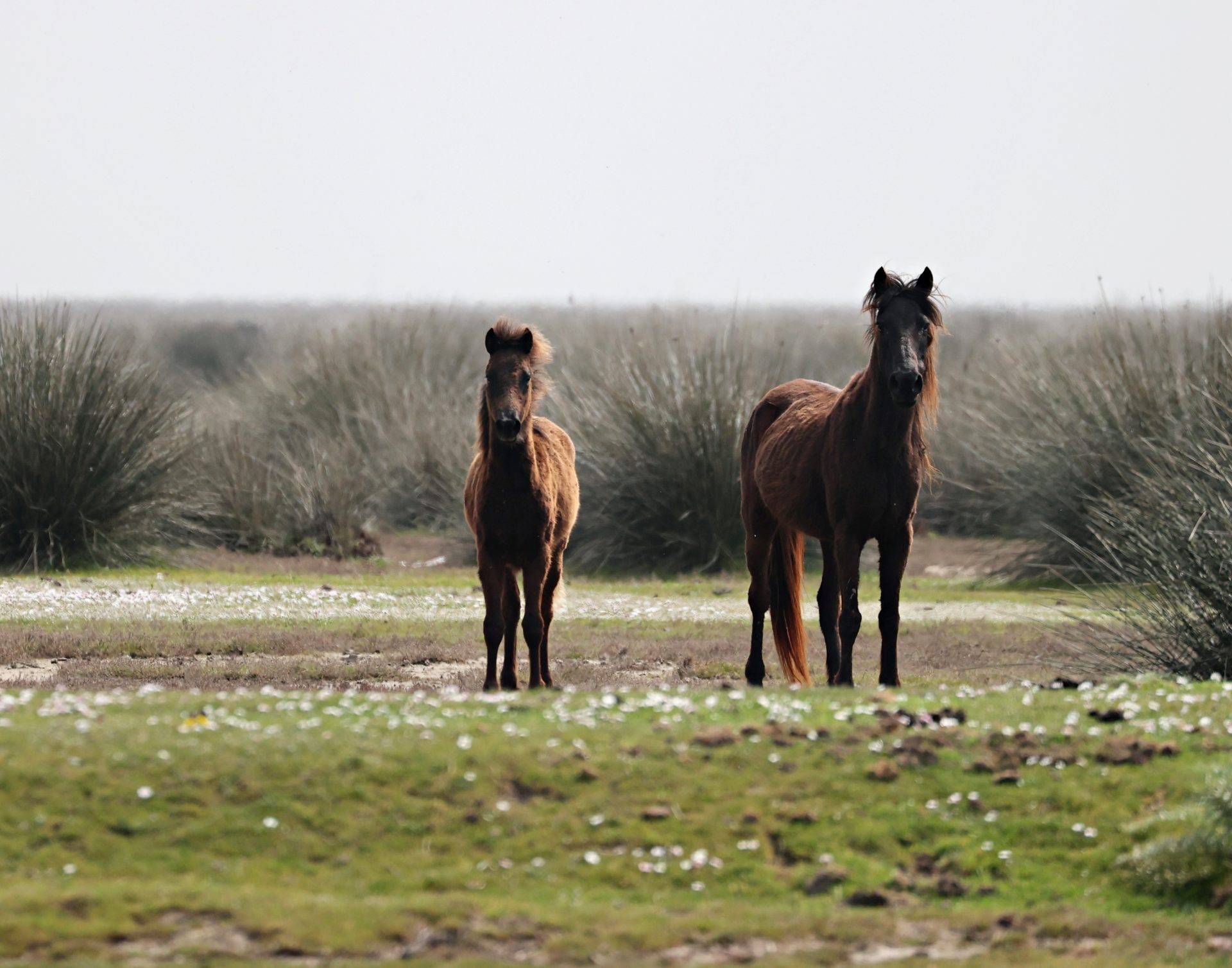 Kuşlar, yılkı atları ve develer aynı yerde! Kızılırmak Deltası Kuş Cenneti baharda şenlendi