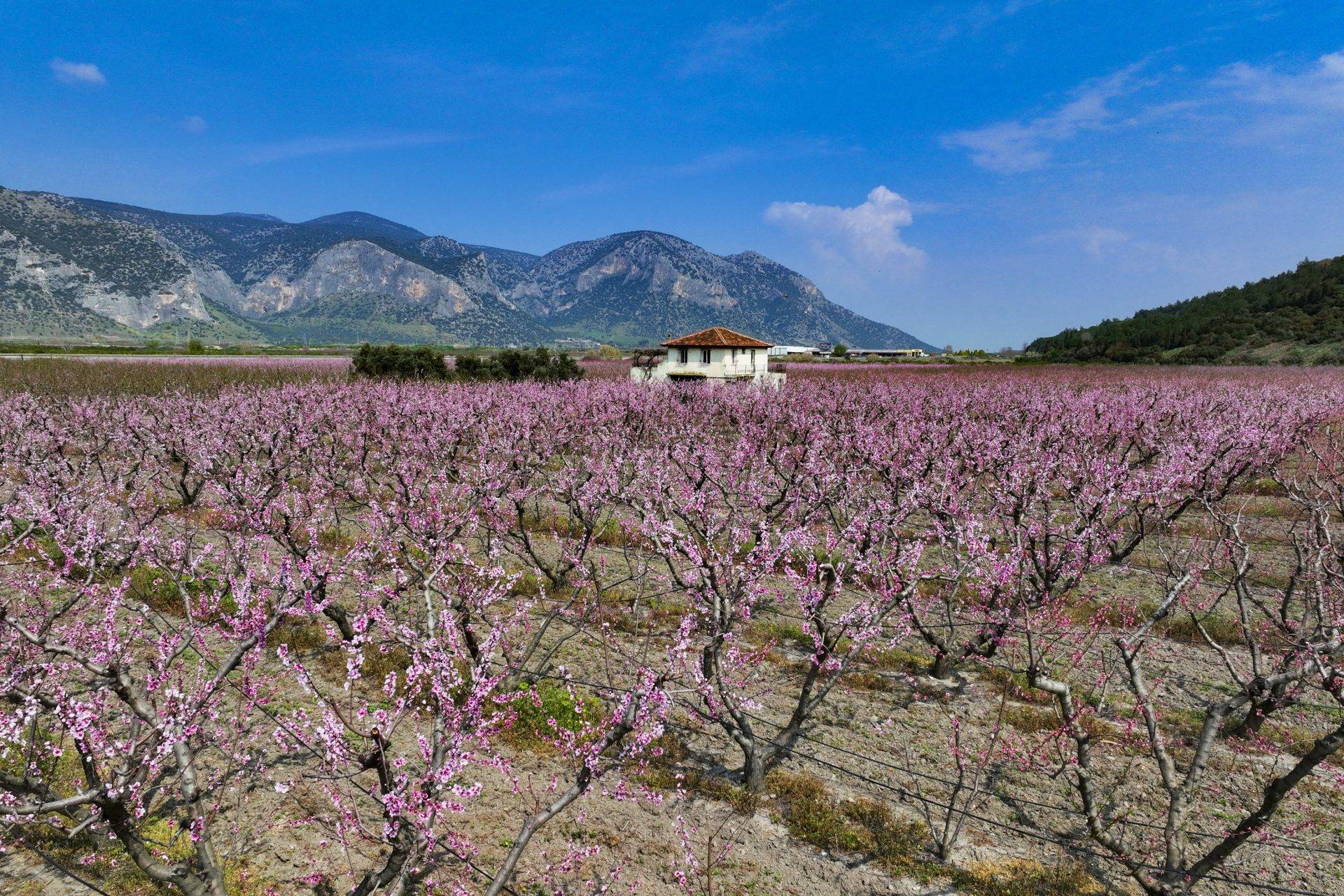 İlkbahar tarlaları pembeye boyadı: İzmir’de şeftali ağaçları çiçek açtı