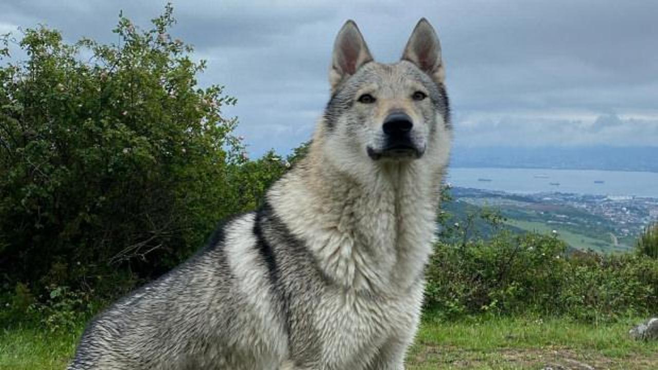Dünyanın en eski köpek DNA'sı Türkiye'de bulundu