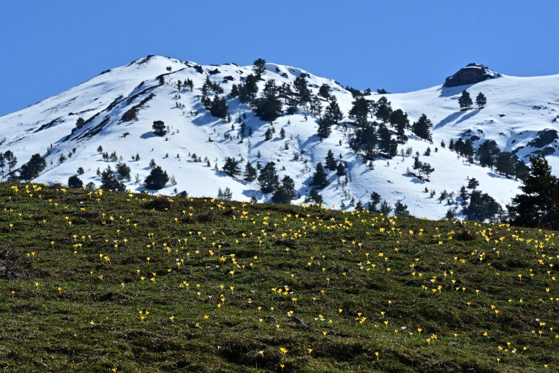 Gümüşhane’de iki mevsim bir arada: Musalla Vadisi’nin bir yanı kış, bir yanı bahar