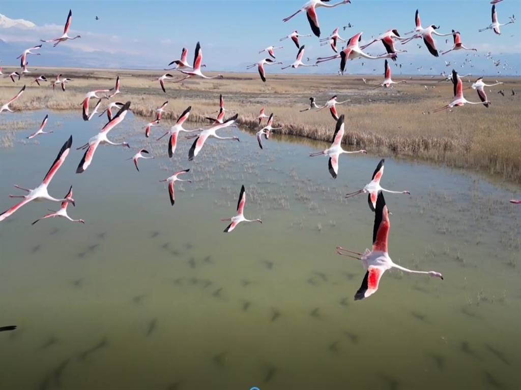 Onlardan biriymiş gibi! Flamingo sürüsü görenleri mest etti