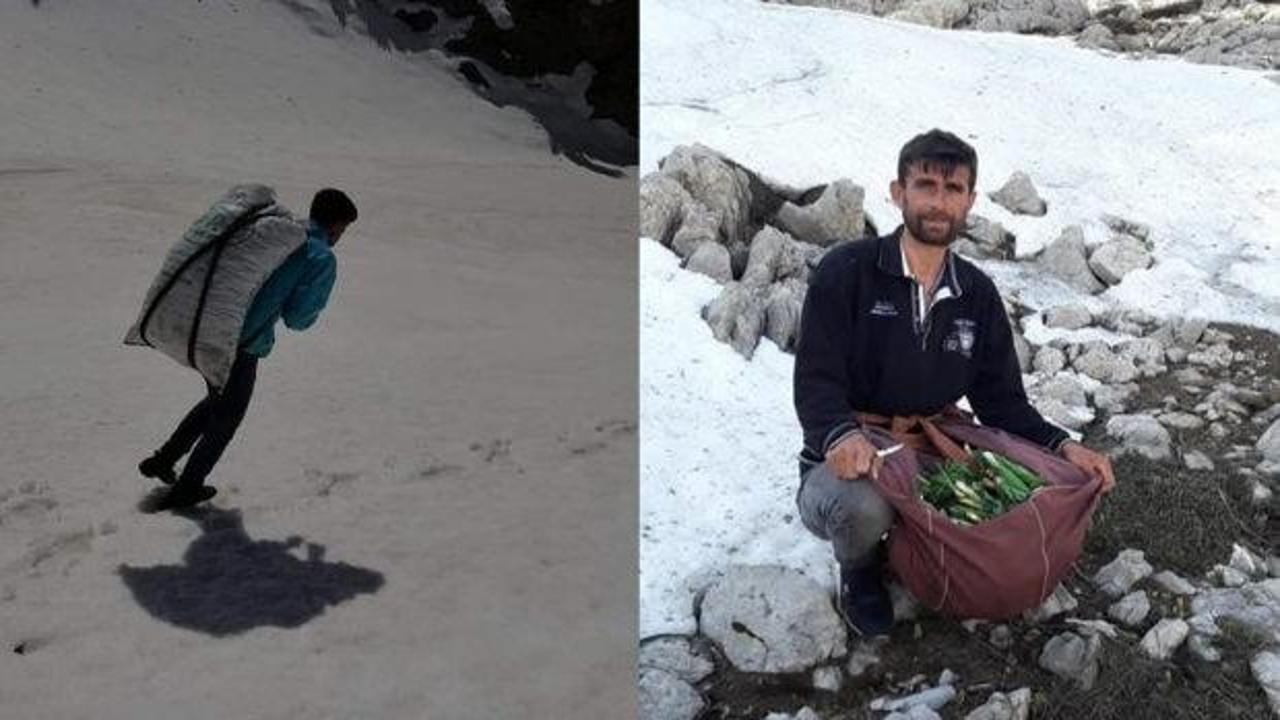 Kendiliğinden dağda yetişiyor: Bir günde 21 bin lira kazanıyor! Kilosu 300 lira