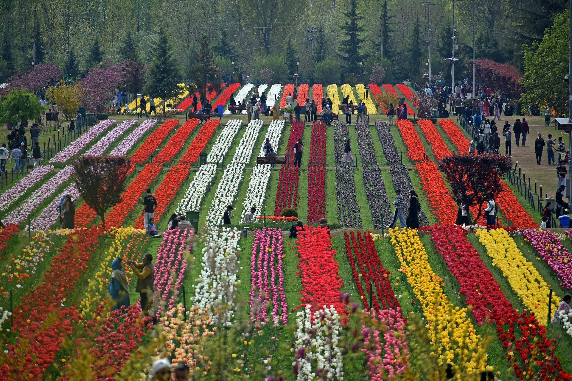 Asya’nın en büyük lale bahçesi! Srinagar’dan rengarenk manzaralar
