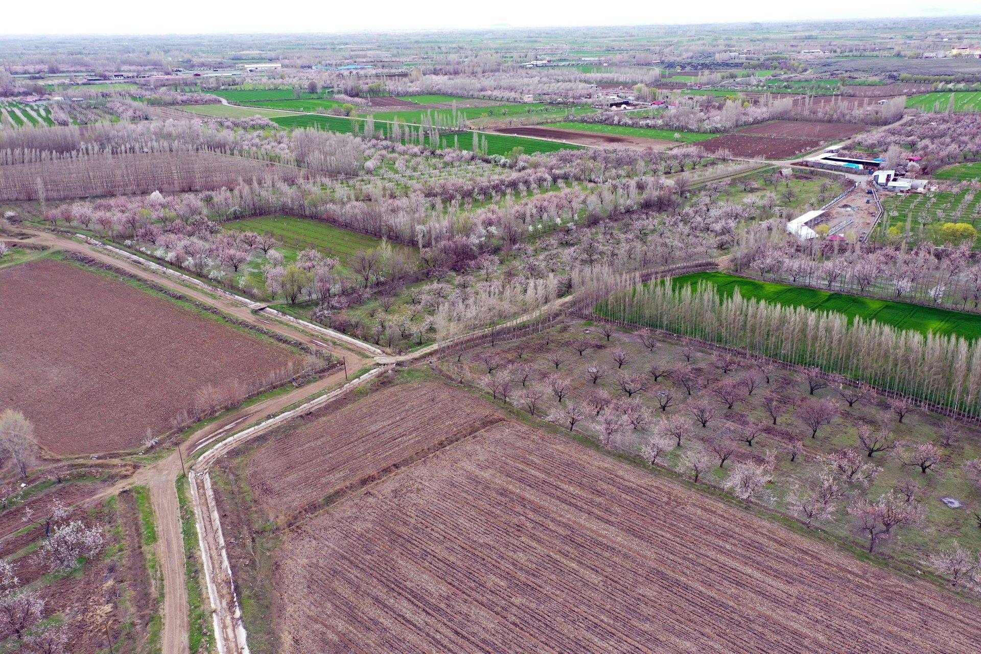Tarlalar tabloya döndü: Iğdır’da kayısı ağaçları seyirlik görüntüler oluşturdu