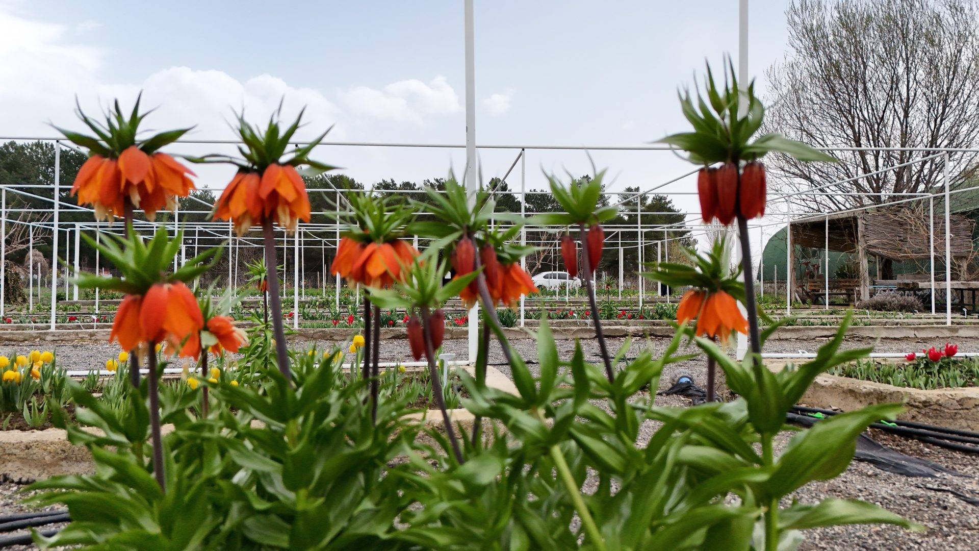Türkiye’de tek! Erzincan’daki merkezde 38 ters lale türü tek noktada