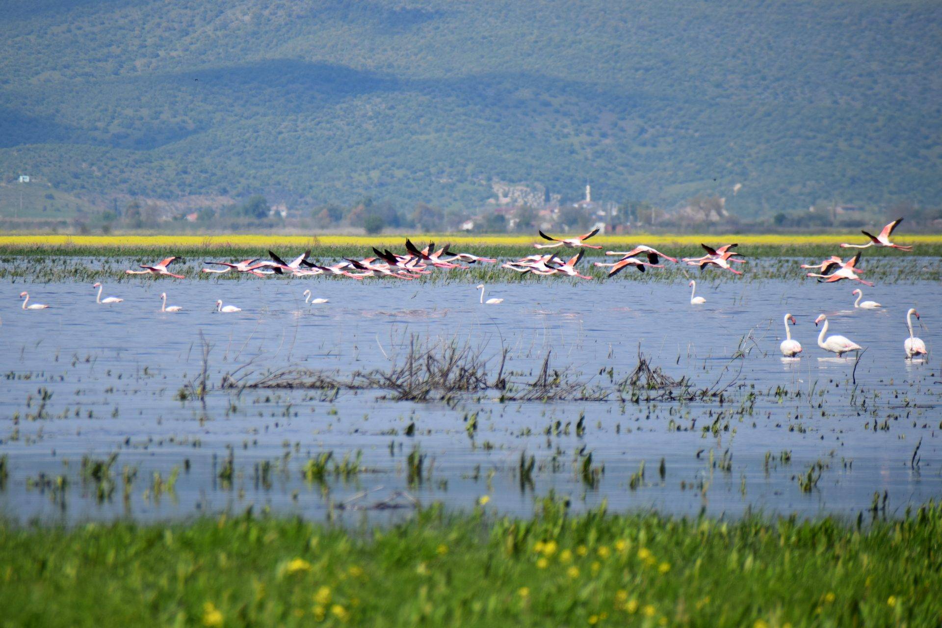 Manisa Marmara Gölü’nde sevindiren görüntü: Göçmen kuşlara yeniden yuva oldu