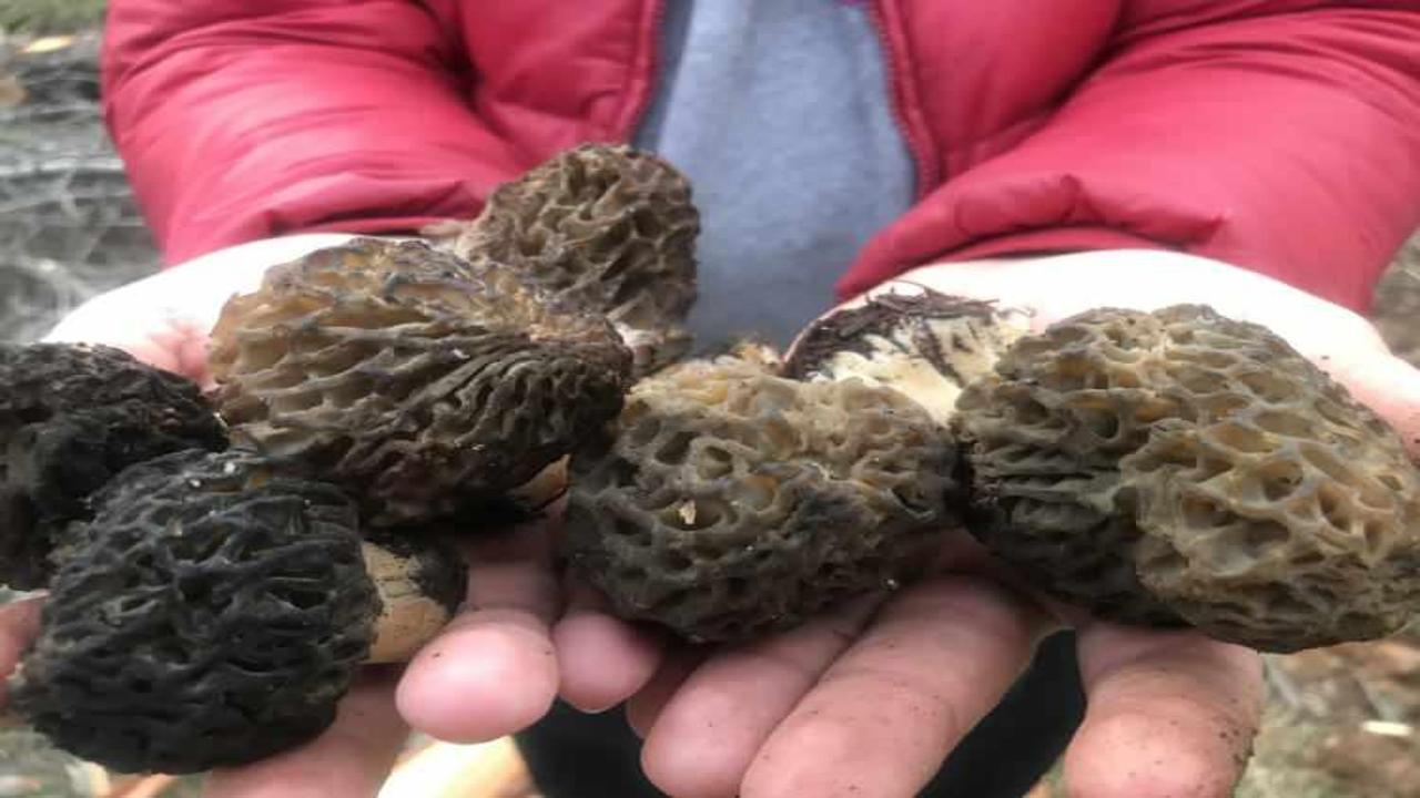 Kırmızı eti solladı: Kilogramı bin 500 lira! Doğada kendiliğinden yetişiyor